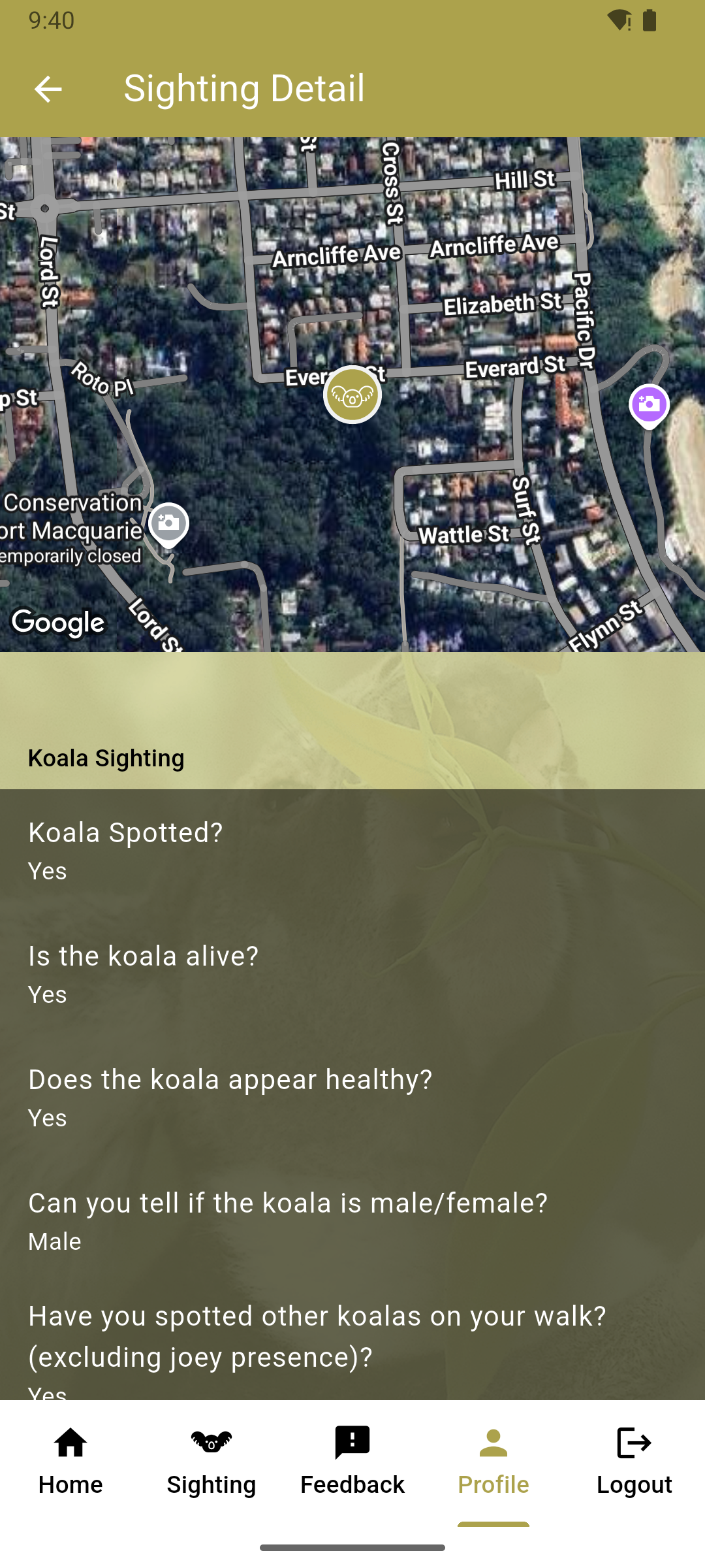 Koala Image